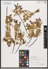 Foto von Salix triandra subsp. triandra L.